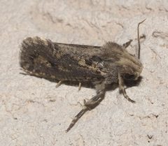 Acrolophus popeanella P1090506a by 
xpda. Used under a CC BY-SA 4.0 license.