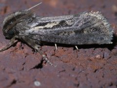 Acrolophus popeanella P1280638a by 
xpda. Used under a CC BY-SA 4.0 license.