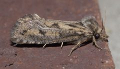 Acrolophus popeanella P1300348b by 
xpda. Used under a CC BY-SA 4.0 license.