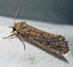 Acrolophus popeanella female by Jacy Lucier. Used under a CC BY-SA 4.0 license.