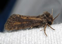 Acrolophus popeanella male by Jacy Lucier. Used under a CC BY-SA 4.0 license.