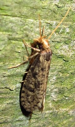 Amydria effrentella Jun 30-11 IMG 3594 by Jacy Lucier. Used under a CC BY-SA 4.0 license.