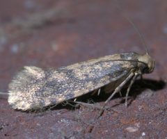 Amydria effrentella P1340560a by 
xpda. Used under a CC BY-SA 4.0 license.