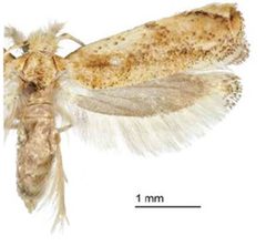Erechthias minuscula ZK by Davis DR, Mendel H. Used under a CC BY 3.0 license.