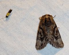 Small micro moth .Tineidae. Opogona sp. - Flickr - gailhampshire by gailhampshire from Cradley, Malvern, U.K. Used under a CC BY 2.0 license.
