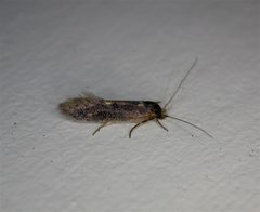 Opogona omoscopa by dhobern. Used under a CC BY 2.0 license.