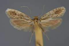 Haplotinea insectella E-MK-14267b by Michael Kurz. Used under a CC BY-SA 3.0 at license.