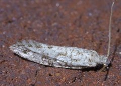 Nemapogon acapnopennella P1540210a by
xpda. Used under a CC BY-SA 4.0 license.