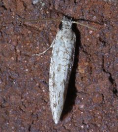 Nemapogon acapnopennella P1540211a by 
xpda. Used under a CC BY-SA 4.0 license.