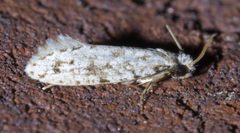 Nemapogon acapnopennella P1540219a by
xpda. Used under a CC BY-SA 4.0 license.