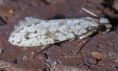 Nemapogon acapnopennella P1540238a by
xpda. Used under a CC BY-SA 4.0 license.