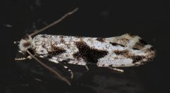 Nemapogon angulifasciella - inat 2886916 by {{{name}}}. Used under a CC BY 4.0 license.