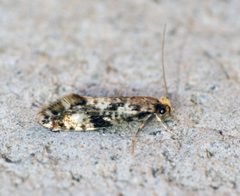 Nemapogon cloacella - Flickr - Bennyboymothman by Ben Sale from UK. Used under a CC BY 2.0 license.