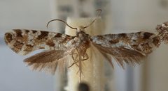 Nemapogon.granella.mounted by Sarefo. Used under a CC BY-SA 3.0 license.