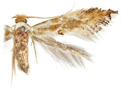 Philonome clemensella by Sohn J-C, Davis DR, Lopez-Vaamonde C. Used under a CC BY 3.0 license.