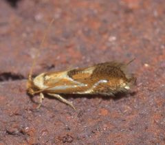 Philonome clemensella P1250369a by 
xpda. Used under a CC BY-SA 4.0 license.