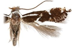 Philonome nigrescens by Sohn J-C, Davis DR, Lopez-Vaamonde C. Used under a CC BY 3.0 license.