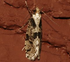 Morophagoides burkerella by CBG Photography Group, Centre for Biodiversity Genomics. Used under a CC0 license.