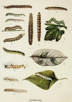 70-Indian-Insect-Life - Harold Maxwell-Lefroy - Caterpillars by Harold Maxwell-Lefroy. Used under a CC0 license.