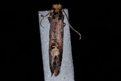 Monopis spilotella by Jeremy deWaard, University of British Columbia. Used under a CC BY 3.0 license.