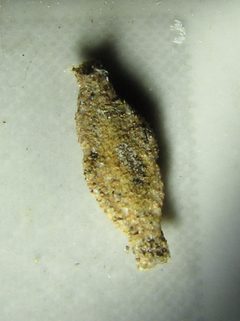Case-bearing tineid Pantanal by Leyo. Used under a CC BY-SA 3.0 ch license.