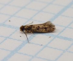 Phereoeca uterella by Dendroica cerulea. Used under a CC BY 2.0 license.
