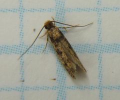 Phereoeca uterella1 by Dendroica cerulea. Used under a CC BY 2.0 license.
