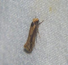 Tinea apicimaculella by John B.. Used under a CC BY 2.0 license.