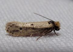 Tinea apicimaculella 1 by Jacy Lucier. Used under a CC BY-SA 4.0 license.