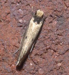 Tinea apicimaculella P1120836a by 
xpda. Used under a CC BY-SA 4.0 license.