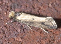 Tinea apicimaculella P1120837a by 
xpda. Used under a CC BY-SA 4.0 license.
