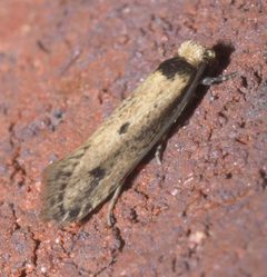 Tinea apicimaculella P1120838a by 
xpda. Used under a CC BY-SA 4.0 license.