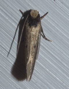 Tinea apicimaculella P1120941a by 
xpda. Used under a CC BY-SA 4.0 license.