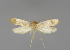 Tinea pallescentella E-MK-17529a by Michael Kurz. Used under a CC BY-SA 3.0 at license.