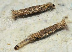 Tinea pellionella01 by wikipedia. Used under a Attribution license.
