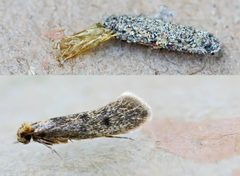 Tinea pellionella02 by wikipedia. Used under a Attribution license.