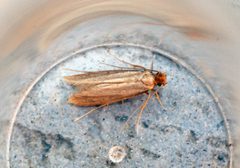 Micro id - Flickr - Bennyboymothman by Ben Sale from UK. Used under a CC BY 2.0 license.