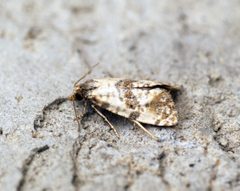Phalonidia sp pending - Flickr - Bennyboymothman by Ben Sale from UK. Used under a CC BY 2.0 license.