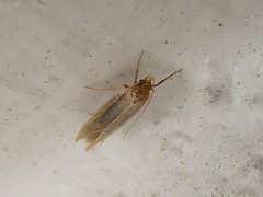 Tineola bisselliella Piazzo 03 by Syrio. Used under a CC BY-SA 4.0 license.