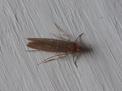Tineola bisselliella Piazzo 05 by Syrio. Used under a CC BY-SA 4.0 license.
