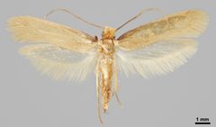 Tineola bisselliella m by Pekka Malinen, Luomus. Used under a CC BY-SA 4.0 license.