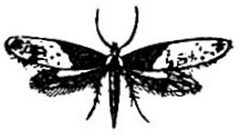 EB1911 Lepidoptera - Tinea tapetzella by George Herbert Carpenter. Used under a Public domain license.