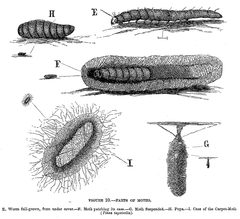 Parts of moths by unidentified illustrator. Used under a Public domain license.