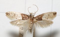 Trichophaga.tapetzella by Sarefo. Used under a CC BY-SA 3.0 license.