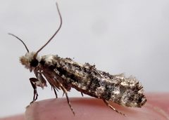 Xylesthia pruniramiella by Jacy Lucier. Used under a CC BY-SA 4.0 license.