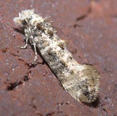 Xylesthia pruniramiella P1200172b by 
xpda. Used under a CC BY-SA 4.0 license.