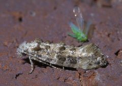 Xylesthia pruniramiella P1420694a by 
xpda. Used under a CC BY-SA 4.0 license.