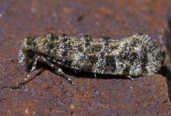 Xylesthia pruniramiella P1450895a by 
xpda. Used under a CC BY-SA 4.0 license.