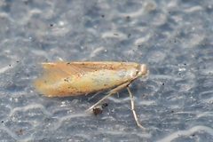 Astrotischeria solidagonifoliella by Royal Tyler. Used under a CC BY 4.0 license.