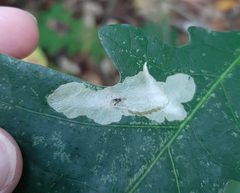 Coptotriche badiiella leaf mines by Tyler. Used under a CC BY 4.0 license.